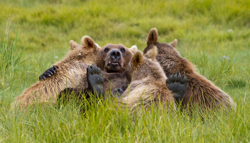 Grizzly Bear Sow Nursing Cubs